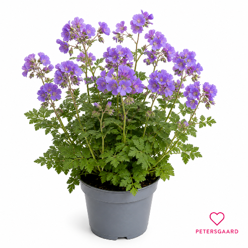 Jakobsstige Staude - Polemonium Caeruleum Blå