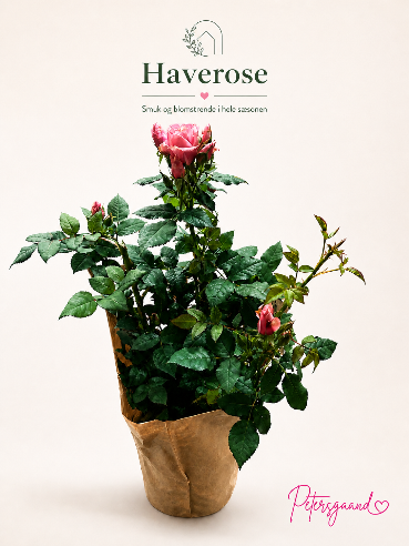 Lyserød haverose