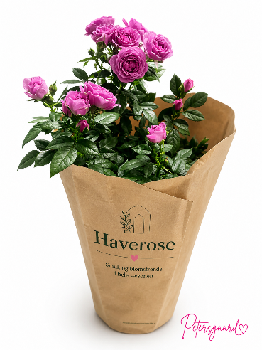 Gammel rosa haverose