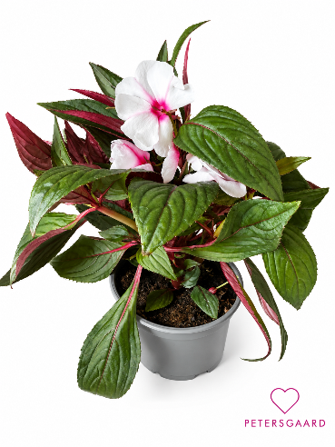 Hvid/Rød Flittig Hans (New Guinea Impatiens)