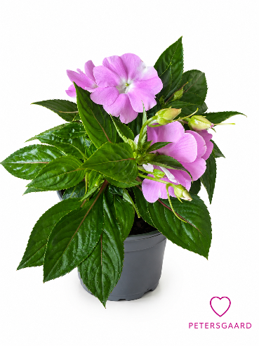 Rosa Flittig Hans (New Guinea Impatiens)