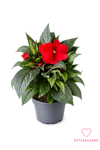 Rød Flittig Hans (New Guinea Impatiens)