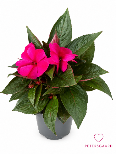 Pink Flittig Hans (New Guinea Impatiens)