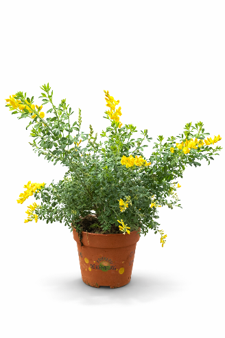 Gyvel (Cytisus) i potte