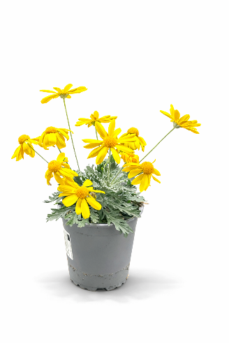 Gul Margurit/chrystanthemum