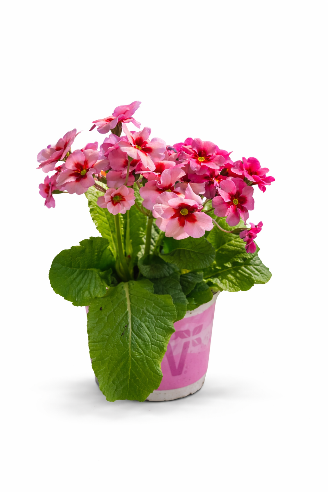 Primula elatior – Stængelprimula