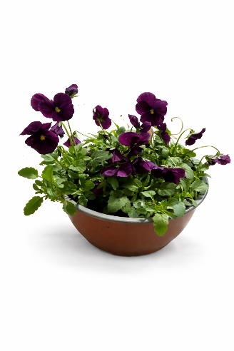 Mørk violet hornviol i skål