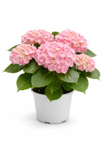 Hortensia Lyserød