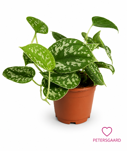 Philendendron