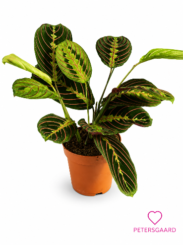 Fiskebensplante - Maranta Leuconeura