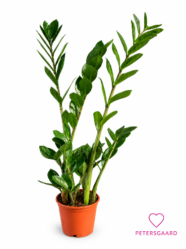 Garderobeblomst – Zamioculcas zamiifolia