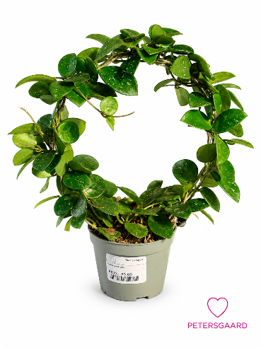 hoya Matilde på bøjle