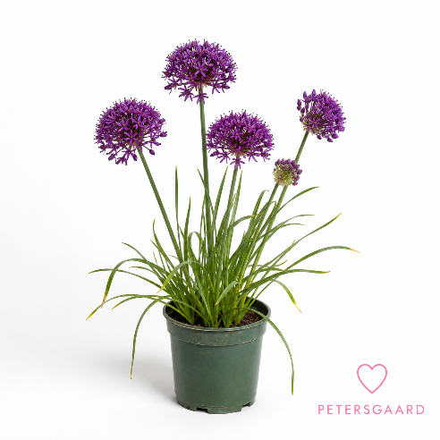 Allium Millenium