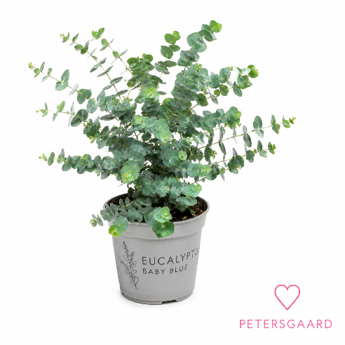 Eucalyptus busk