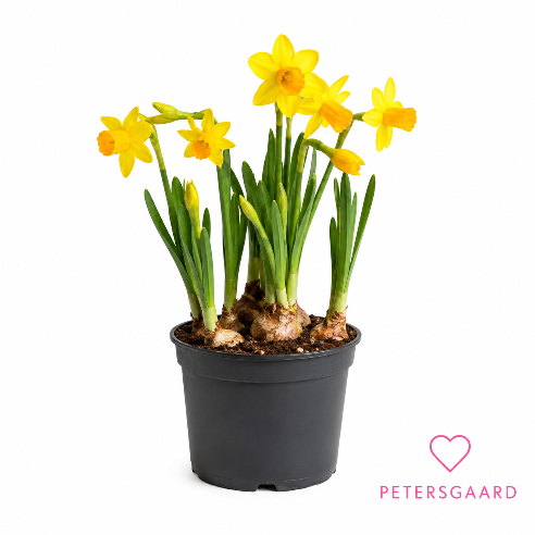 Påskeliljer - Tete a tete