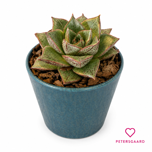 Potte med echeveria