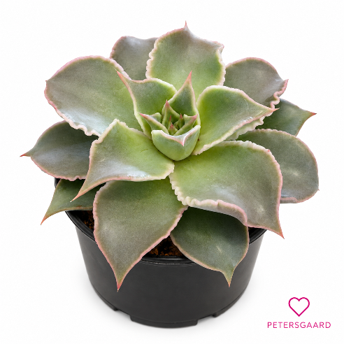 Echeveria – sukkulent med bølgede blade og lyserøde spidser