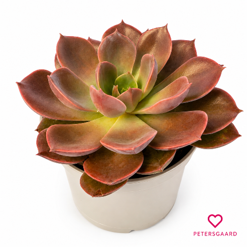 Echeveria Nurnberg - Sukkulent
