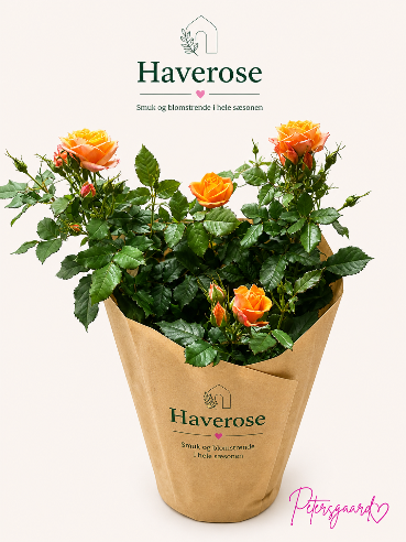 Orange haverose
