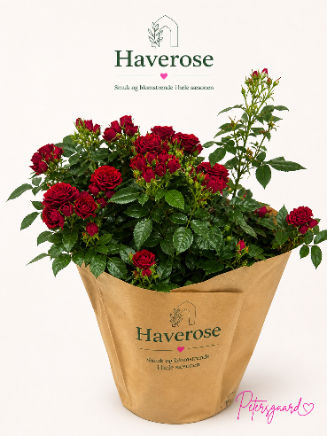 Rød haverose
