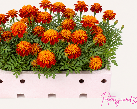 Tagetes Orange/Rød i boks