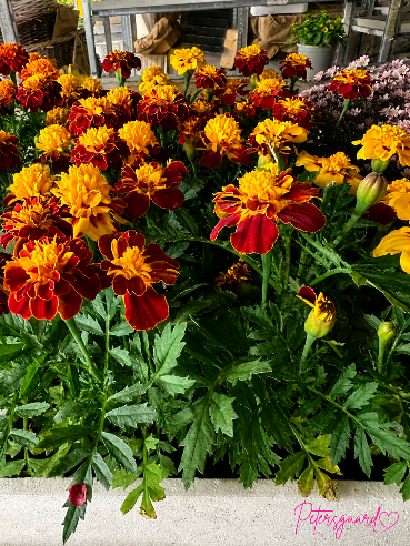 Tagetes Rød/Gul i boks