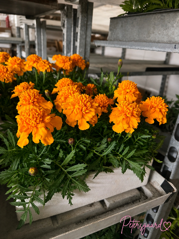 Tagetes orange i boks