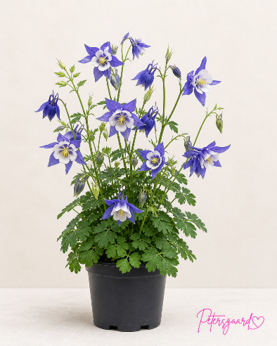 Aquilegia Caerulea Blå