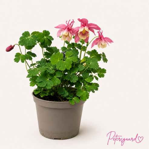 Aquilegia Lyserød