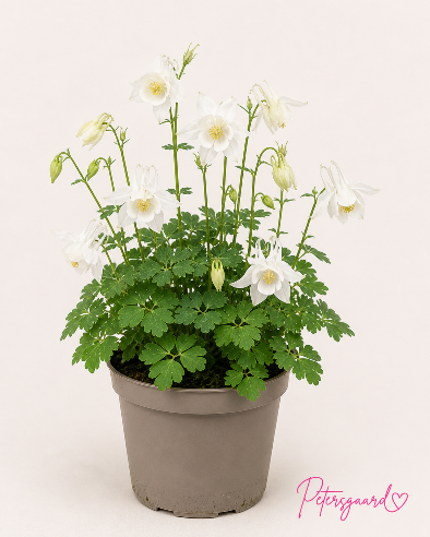 Aquilegia Hvid