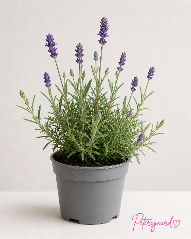 Lavendel Hidcote blue