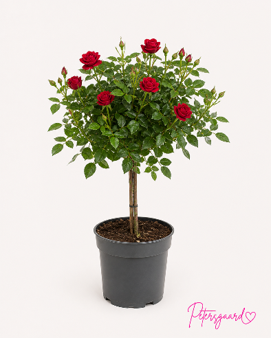 Opstammet rose - røde