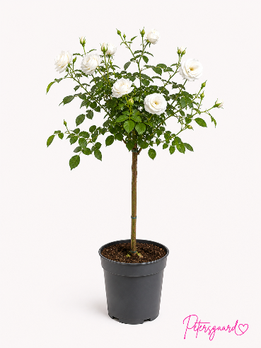 Opstammet rose - Hvid