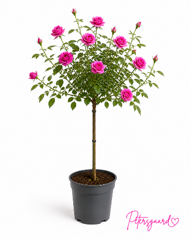 Opstammet rose - Pink