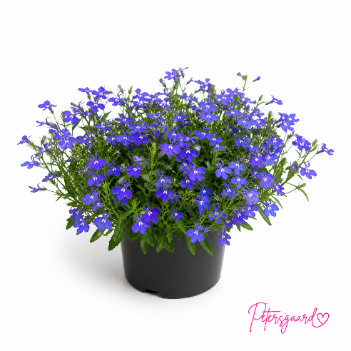 Kantlobelia