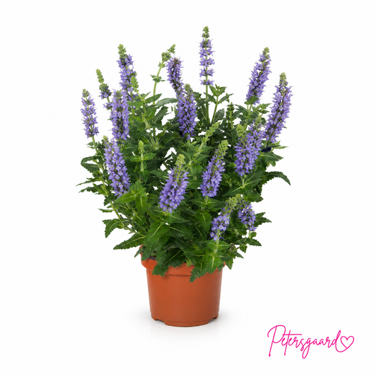 Salvia Blå