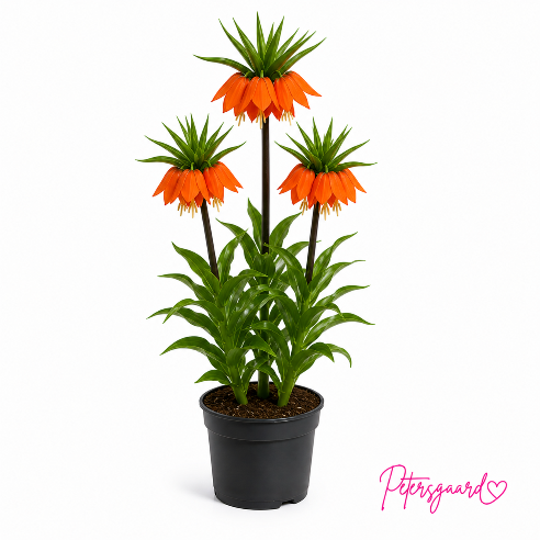 Kejserkrone Orange