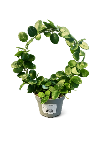 hoya Matilde på bøjle
