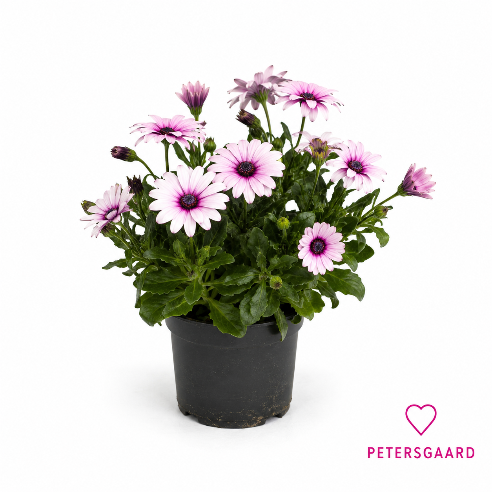 Spansk Margurit Hvid/rosa - Osteospermum
