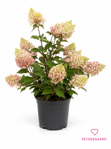 Hortensia Paniculata Petite cherry
