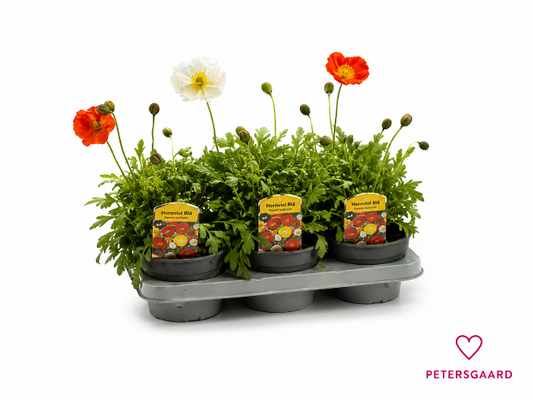 Valmue (Papaver) – blandede farver