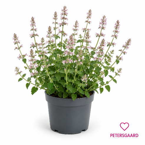 Nepeta Amelia i rosa (katteurt)