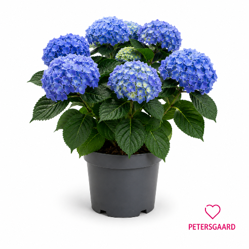 Hortensia Blå