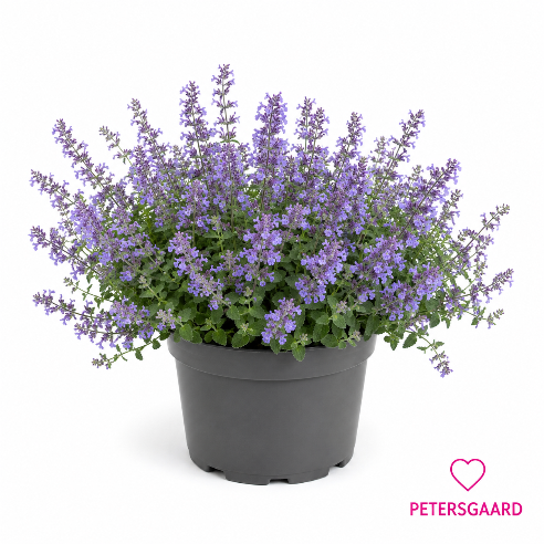 Nepeta (Katteurt) Staude