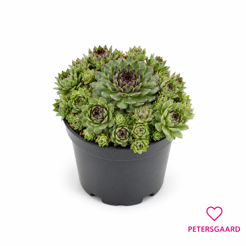 Husløg - Sempervivum