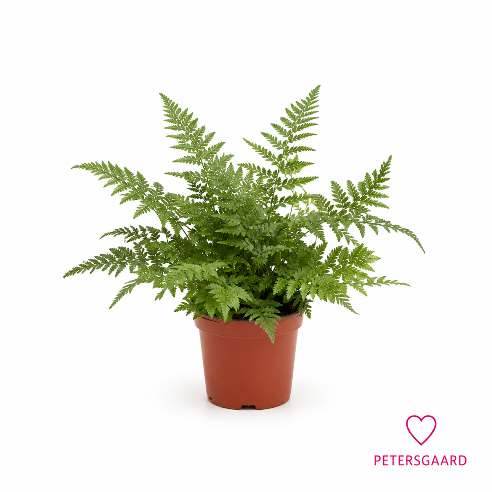 Koreansk Skjoldbregne - Polystichum tsus-simense