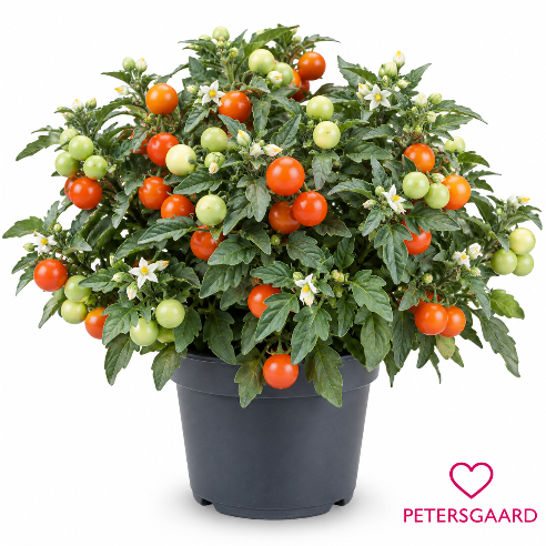 Solanum – dekorativ tomatplante (Ikke spiselig)