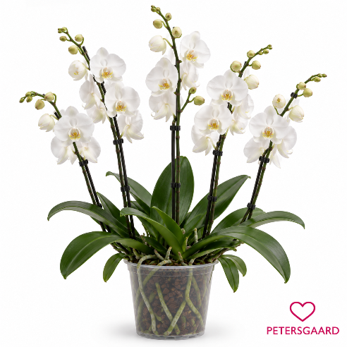 Hvid Phalaenopsis orkidé – 5 grene
