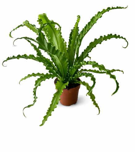 Asplenium antiquum ‘Osaka’ (Fugleredebregne)