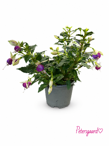 🌸 Fuchsia 'Danserinde' 🌸